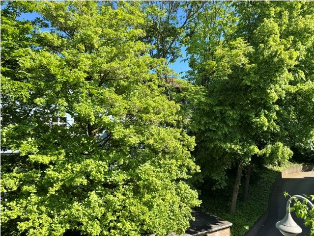 Blick ins Grüne